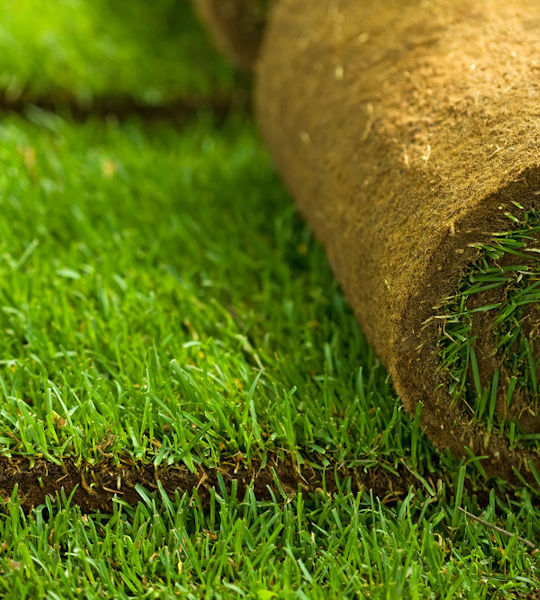 Artificial Grass