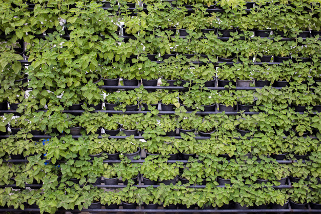 Vertical Garden