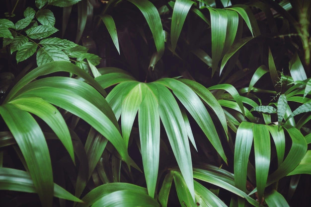 Vertical Garden